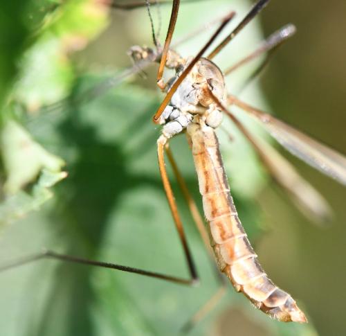 Tipula vernalis